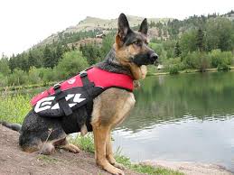 Ezydog Dog Flotation Device Yellow Kopek Can Yelegi Sari Large Kopek Kiyafetleri Kopek Tasmalari Ezydog
