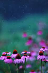 A Garden To Walk In And Immensity To Dream In Meaning The Rain In A Flower Field Beautiful Flowers Purple Flowers Pretty Flowers
