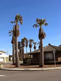 Image result for Washingtonia filifera