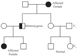 Symbols Used In Pedigree Charts Homework Help Assignment