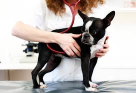 Safety summary for veterinary use. Safe Use Of Ivermectin Toxic Doses Of Ivermectin In Dogs Petmd