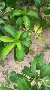 Image result for Rauvolfia vomitoria