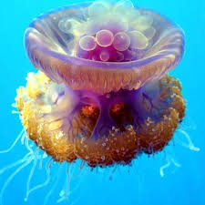Jelly Fish Ocean Animals Ocean Creatures Deep Sea Creatures