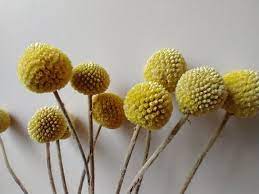 Real dried tansy ,yellow dried flowers,yellow wedding,rustic dried flower bouquet tansy, wild herb bunch rustic, home decor natural nice decor,bittery scented for lodge ,cottage ,country house,or herbal medicine,tea supplies note! Billy Buttons Bunch Dry Flowers Craspedia 10 Stems Daisyshop