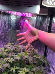 Check spelling or type a new query. Led Grow Light Distance Chart How Far Should Led Grow Lights Be From Plants 420 Big Bud