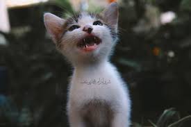 Maybe you would like to learn more about one of these? Gambar Anak Kucing Yang Comel Dan Riang Membikin Si Tambi Cemburu