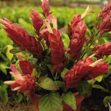 Shrimp Plant Plants Garden And Yard Dream Garden