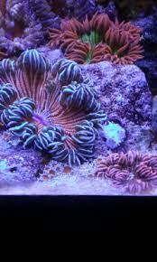 Aiptasia Eating File Fish Also Eats Rock Flower Nems Reef2reef Saltwater And Reef Aquarium Forum