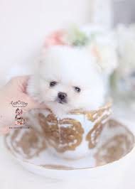 Pomeranian puppies for sale in oh. Tiny Teacup Pomeranian Puppies Teacup Puppies Boutique