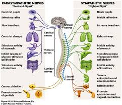 Diaphragmatic Breathing Is The Key To Your Autonomic Nervous System Dr Tom Ne Autonomic Nervous System Parasympathetic Nervous System Nervous System Anatomy