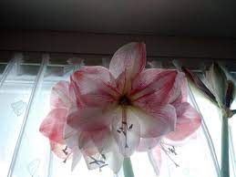 Amaryllis Update Gardening