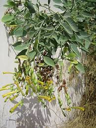 Image result for Nicotiana glauca