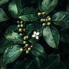 Image result for Morinda lucida
