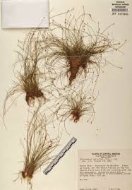 Image result for Eleocharis retroflexa