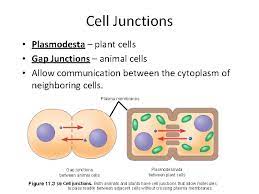 Do plant cells have cell junctions. Cell Communication Chapter 5 Multicellular Organisms Behave As
