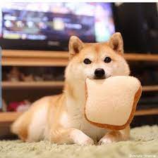 Can Dogs Eat Bread Is Bread Safe For Dogs Dogtime Cute Baby Animals Cute Puppies Cute Animals