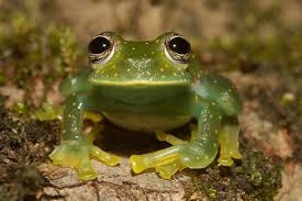 Image result for glass frog