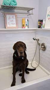 Built In Home Dog Wash Renovation Reveal Wear Wag Repeat Dog Wash Dog Washing Station Dog Shower