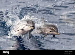 Baby Happy Striped Dolphin Jumping Outside The Sea At Sunset With Mother Stock Photo Alamy