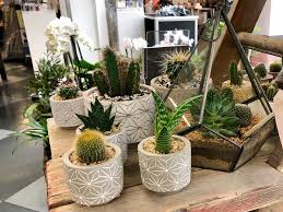Why not grow them in your home? How To Help Succulents Survive Winter Indoors