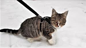 kak sshit shlejku dlya koshki diy sat harness youtube