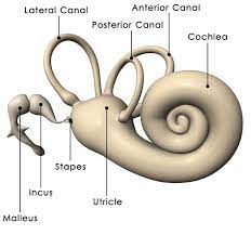 Together they form a short chain that crosses the middle ear and transmits vibrations caused by sound waves from the. A Model Of The Inner Ear Showing The Three Tiny Ossicle Bones The Malleus Incus And Stapes Connected To The Snail Inner Ear Diagram Ear Anatomy Ear Diagram