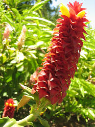 Image result for Costus subbiflorus