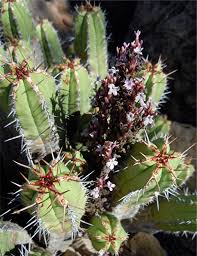 Image result for Striga bilabiata