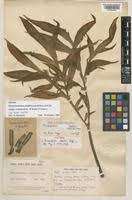 Image result for Amorphophallus abyssinicus