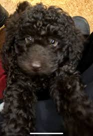 Explore 27 listings for mini poodle puppies for sale uk at best prices. Miniature Poodle Pups For Sale The Pet Hub