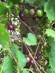 Growing microgreens at home or in the cl. Muscadine Grape A Popular Fruit For North Florida Gardening In The Panhandle