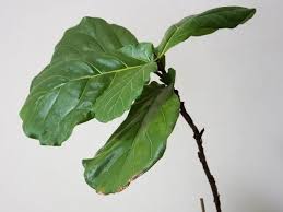 Check spelling or type a new query. Why Is My Fiddle Leaf Fig Leaning Causes Solution Simplify Plants