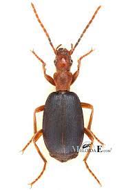 Jeho obraný systém je prý tak komplikovaný, že nemohl vzninout po částech, ale musel být svořen najednou. Brachinus Crepitans Prskavec Vetsi Biolib Cz