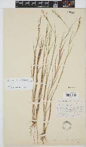 Image result for Panicum subflabellatum