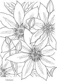 Love coloring pages for adults coloring book hearts as. Dover Publications Clematis Flowers More Pins Like This One At Fosterginger Pinterest Coloring Pages Flower Coloring Pages Coloring Books