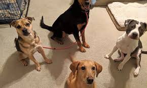 Small group classes or private training sessions allow our expert dog trainers to teach obedience, dog agility, puppy training classes and enrichment workshops in our. Virginia Beach Animal Shelter Petfinder
