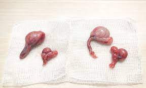 Though dogs have been mating for millennia, it is not a process that is without risk of physical harm to one cancer is a genetic issue, it has absolutely nothing to do with if a dog has their balls or not. Undescended Testicles Is A Problem You May Not Know Your Dog Has