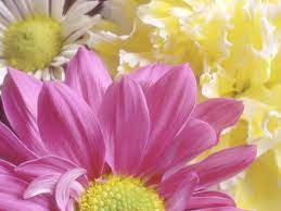 Chrysanthemum Morifolium Flowers Flower Photos Art Lilac Flowers