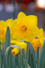 Planting daffodil bulbs in your. Dutch Master Is The Successor To Long Time Favorite King Alfred And Is Now The Most Widely Grown Daffodil In T Spring Flowering Bulbs Daffodil Bulbs Daffodils