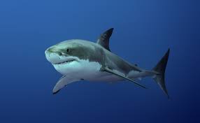 This is tiburon blanco by armando gasse on vimeo, the home for high quality videos and the people who love them. Drawing The Great White Shark Dibujando Al Gran Tiburon Blanco Hive