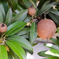 Image result for Manilkara