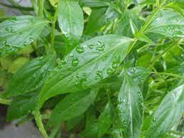 Kapsul hempedu bumi akar cerita 60 kapsul lazada. Hempedu Bumi Kapsul Herbanika Plus Peneraju Herba Malaysia