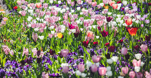 Der britzer garten wurde mitte der 1980er jahre für die buga 1985 auf ackerflächen und zwischen umgebenden kleingartenkolonien und gärtnereien angelegt. Tulipan Im Britzer Garten