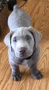 labs shed a lot a female will generaly blow her coat shed heavily 2 times a year with her heat cycle labrador retriever dog labrador puppy cute baby animals
