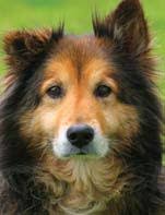 Baker Institute for Animal Health Annual Report 2007 Our Vision Our Mission  Our Goal