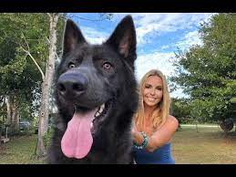 Official Website Of The Blue Bay Shepherd Breed In Development Learn More About Thi Black German Shepherd Puppies Shepherd Puppies German Shepherd Mix Puppies