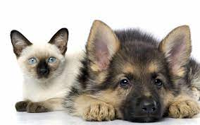 Animal Wallpapers Dog And Cat Cute Cats And Dogs Dog Cat Pictures Dogs And Puppies