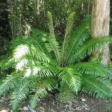 Blechnum Chilense Tropical Landscaping Plants Shade Garden