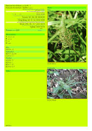 Image result for Panicum brevifolium