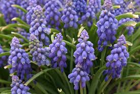 Check spelling or type a new query. How To Grow Grape Hyacinth Garden Gate